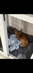 Lost Female Dog last seen Melia Ranch Neighborhood, Arlington, TX 76001