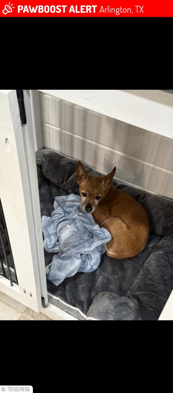 Lost Female Dog last seen Melia Ranch Neighborhood, Arlington, TX 76001