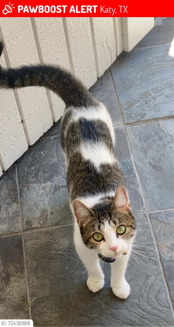 Lost Female Cat last seen Kempsford Ct. and Kempsford Dr., Katy, TX 77450