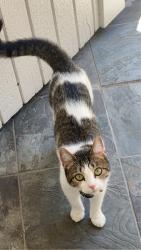 Lost Female Cat last seen Kempsford Ct. and Kempsford Dr., Katy, TX 77450