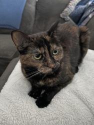 Lost Female Cat last seen Carnegie and horizon ridge , Henderson, NV 89052