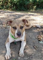 Lost Female Dog last seen Gapcreek Road, Greer, SC 29651