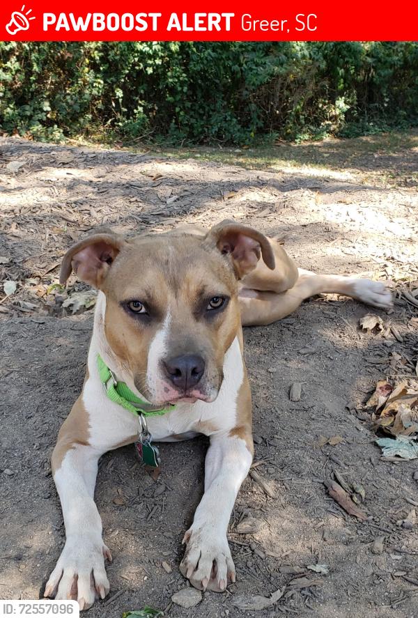 Lost Female Dog last seen Gapcreek Road, Greer, SC 29651