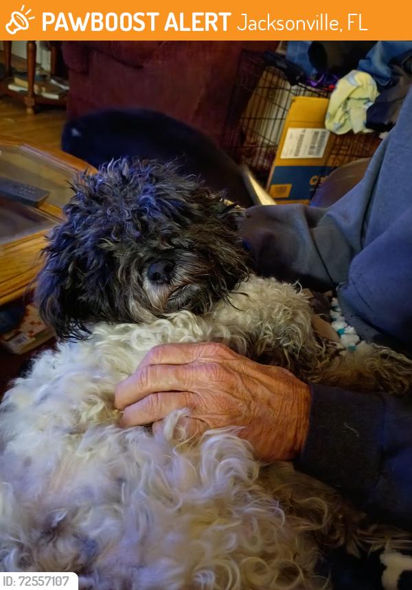 Found/Stray Male Dog last seen Light at the shopping center, Jacksonville, FL 32246