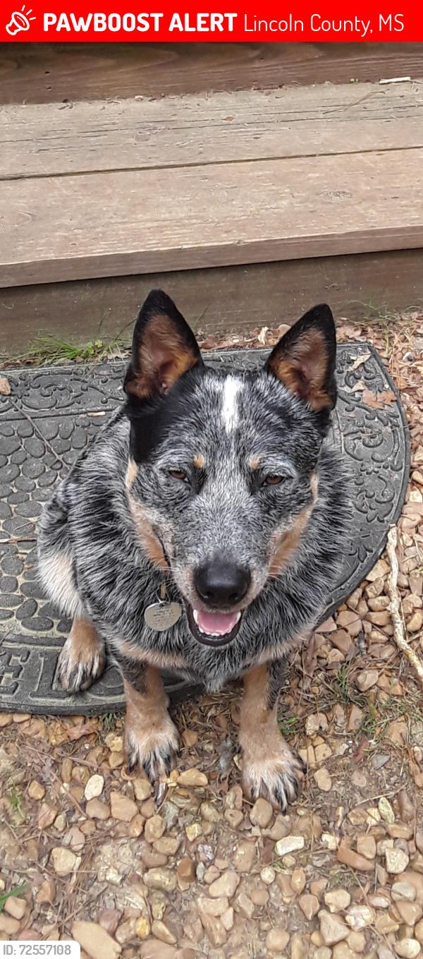Lost Male Dog last seen HWY 84 W LINCOLN COUNTY/ MCCALL CREEK RE, Lincoln County, MS 39601