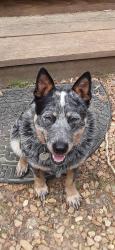 Lost Male Dog last seen HWY 84 W LINCOLN COUNTY/ MCCALL CREEK RE, Lincoln County, MS 39601