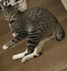 Lost Male Cat last seen Asher OKLAHOMA , Asher, OK 74826