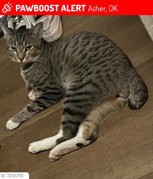 Lost Male Cat last seen Asher OKLAHOMA , Asher, OK 74826