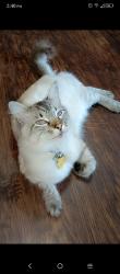 Lost Male Cat last seen Near Le Duke Blvd, Longview, TX 75601