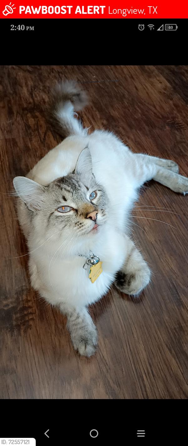 Lost Male Cat last seen Near Le Duke Blvd, Longview, TX 75601