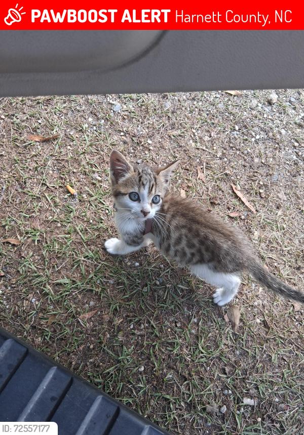 Lost Female Cat last seen Hwy east 27 going to coats from Randall lane , Harnett County, NC 27546