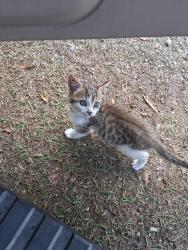 Lost Female Cat last seen Hwy east 27 going to coats from Randall lane , Harnett County, NC 27546