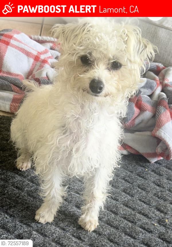 Lost Male Dog last seen Habecker y Art LN , Lamont, CA 93241