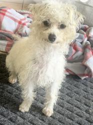 Lost Male Dog last seen Habecker y Art LN , Lamont, CA 93241