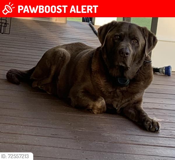 Lost Male Dog last seen Pruitt Road , Anderson County, SC 29684