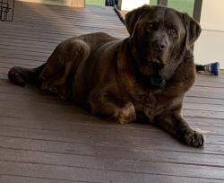 Lost Male Dog last seen Pruitt Road , Anderson County, SC 29684