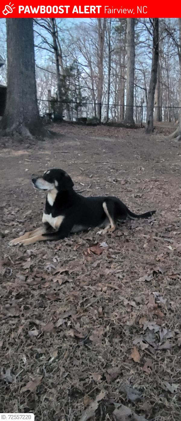 Lost Male Dog last seen Brief rd w & hwy 601, Fairview, NC 28110