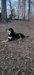 Lost Male Dog last seen Brief rd w & hwy 601, Fairview, NC 28110