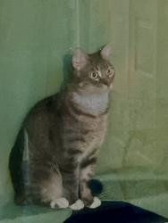 Lost Male Cat last seen Community at the first left after goodwill, Fort Myers, FL 33908