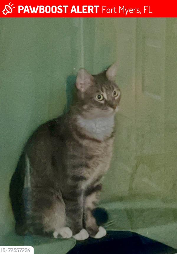 Lost Male Cat last seen Community at the first left after goodwill, Fort Myers, FL 33908