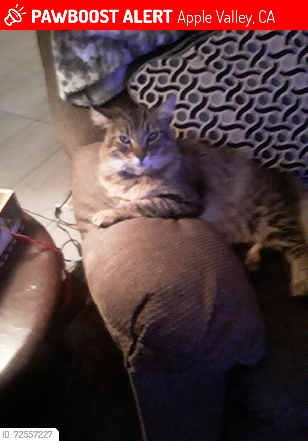 Lost Male Cat last seen Pah-Ute, Apple Valley, CA 92308