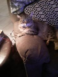 Lost Male Cat last seen Pah-Ute, Apple Valley, CA 92308