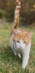 Lost Male Cat last seen Behind Wawa on Highway 27, Down Frontage Road, Left on Fort Summit Road, Davenport, FL 33837