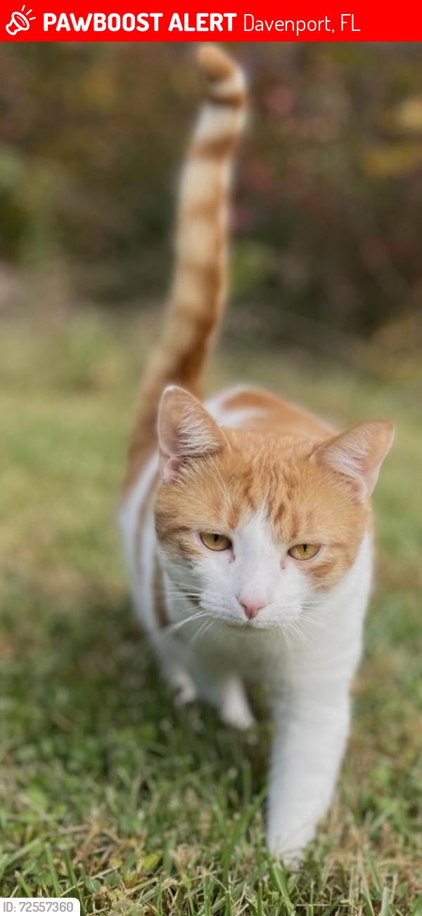 Lost Male Cat last seen Behind Wawa on Highway 27, Down Frontage Road, Left on Fort Summit Road, Davenport, FL 33837