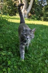 Lost Male Cat last seen Echo Lake Dr., Evergreen, CO 80439