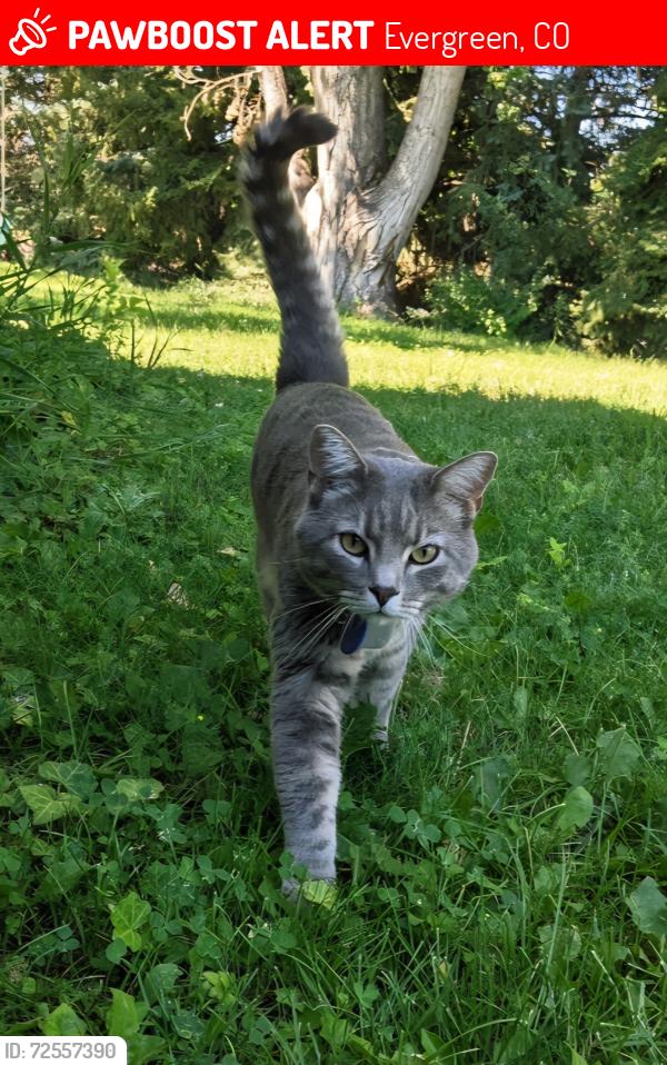 Lost Male Cat last seen Echo Lake Dr., Evergreen, CO 80439
