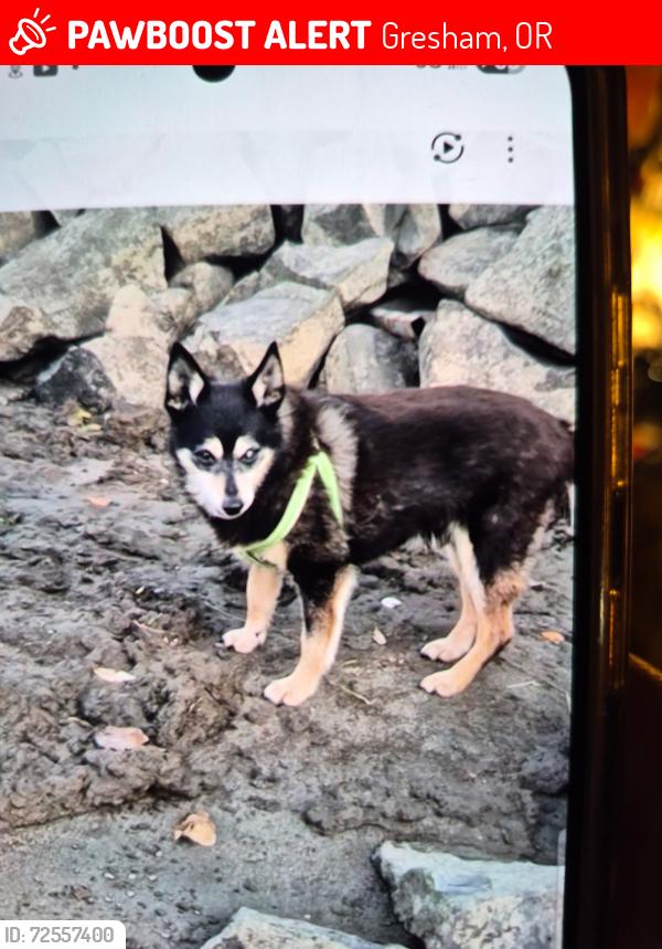 Lost Male Dog last seen Stark and 257th, Gresham, OR 97030