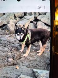 Lost Male Dog last seen Stark and 257th, Gresham, OR 97030