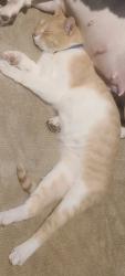 Lost Male Cat last seen Near Nessie , San Antonio, TX 78227