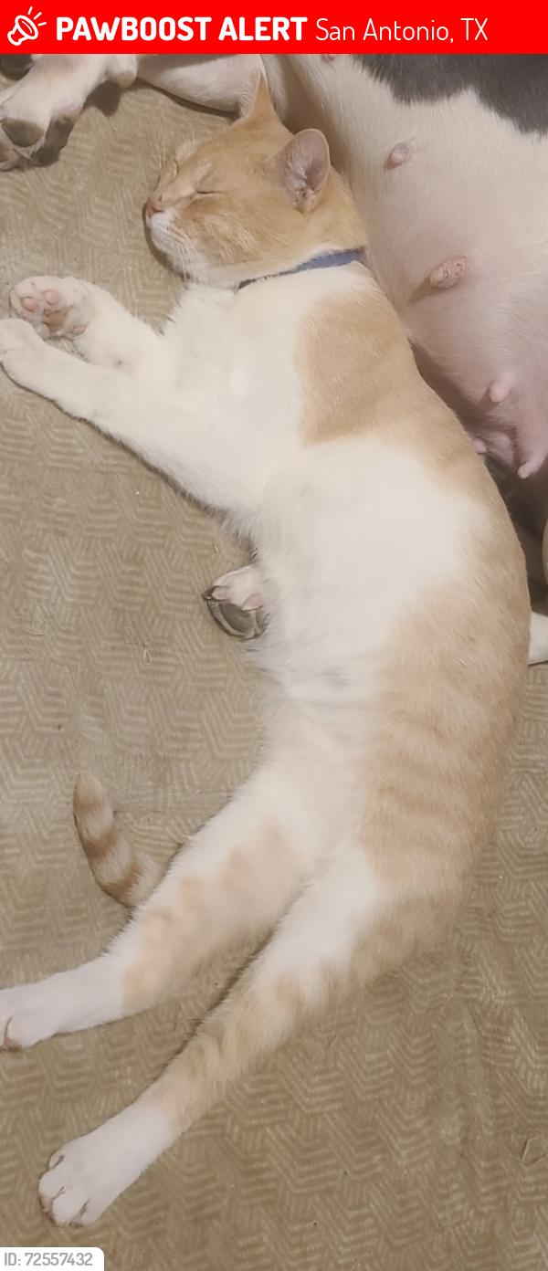 Lost Male Cat last seen Near Nessie , San Antonio, TX 78227