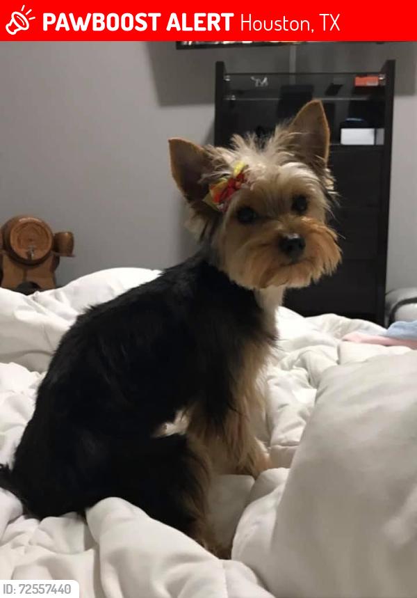 Lost Female Dog last seen Airline Dr & W Tidwell - near Yale Village Apartments, Houston, TX 77091