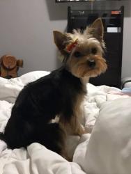 Lost Female Dog last seen Airline Dr & W Tidwell - near Yale Village Apartments, Houston, TX 77091
