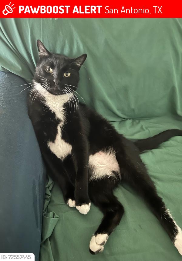 Lost Male Cat last seen Donaldson, San Antonio, TX 78228