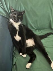 Lost Male Cat last seen Donaldson, San Antonio, TX 78228