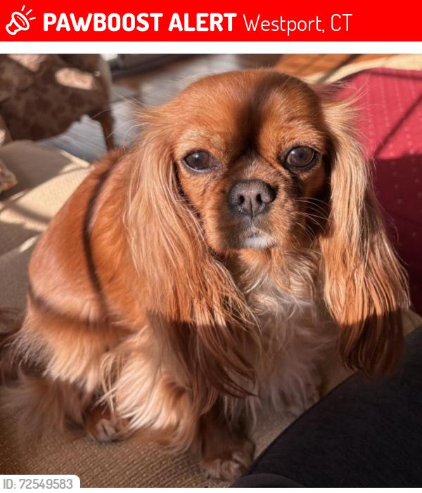 Lost Female Dog last seen Riverside Ave and Silvan Road South, Westport, CT 06880
