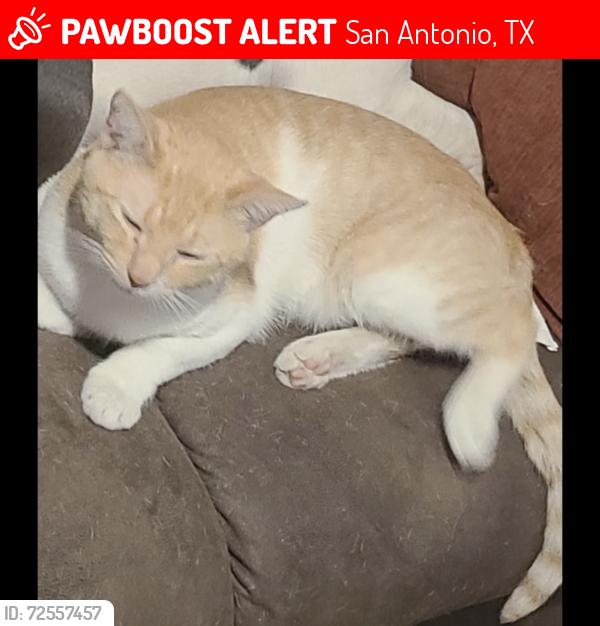 Lost Male Cat last seen Torian village , San Antonio, TX 78227