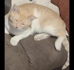 Lost Male Cat last seen Torian village , San Antonio, TX 78227