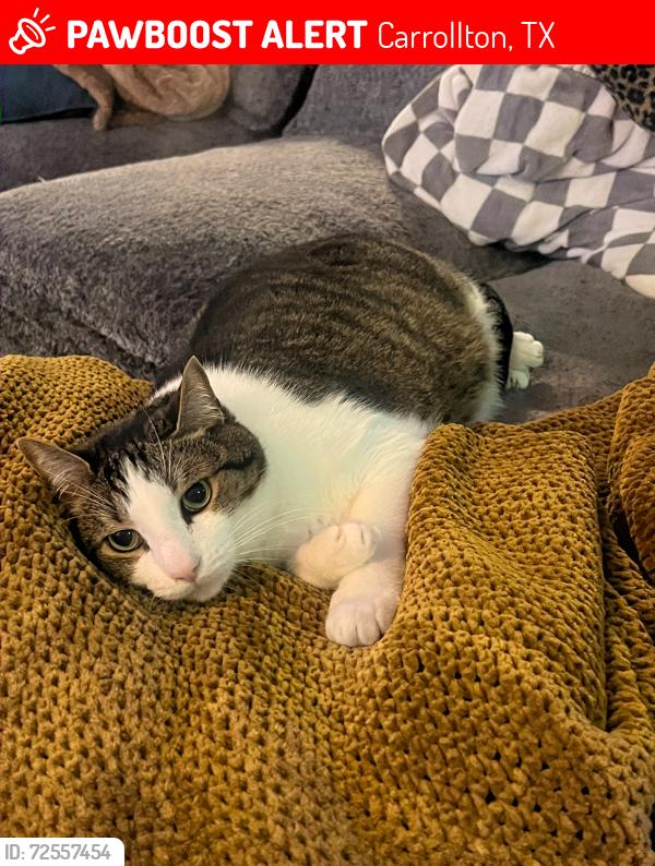 Lost Male Cat last seen brittainy dr and brittany ct cross streets, Carrollton, TX 75006