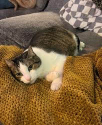 Lost Male Cat last seen brittainy dr and brittany ct cross streets, Carrollton, TX 75006