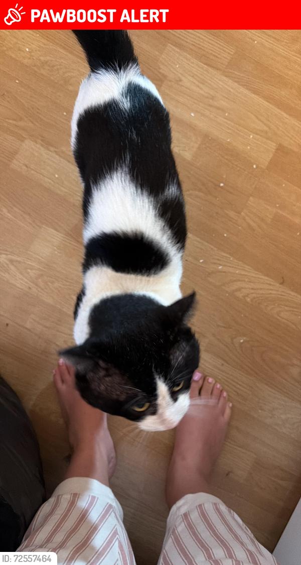 Lost Male Cat last seen Bournewood Road, Greater London, England BR5 4JW
