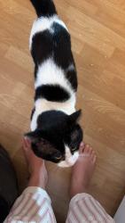 Lost Male Cat last seen Bournewood Road, Greater London, England BR5 4JW