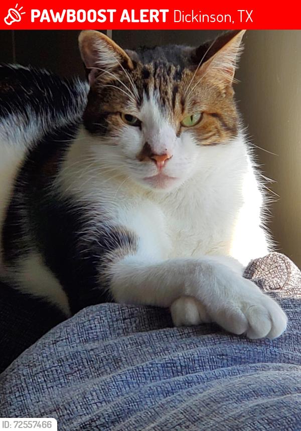 Lost Male Cat last seen Green Caye/inson Highschool , Dickinson, TX 77539