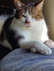 Lost Male Cat last seen Green Caye/inson Highschool , Dickinson, TX 77539