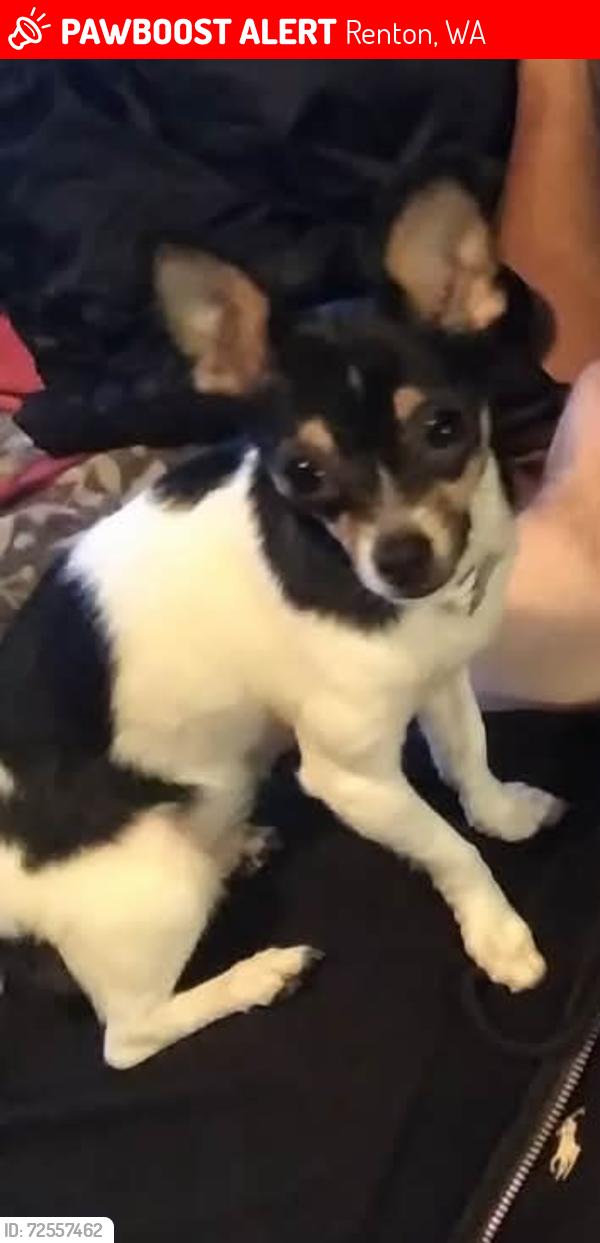 Lost Female Dog last seen Near royal hills dr se , Renton, WA 98058