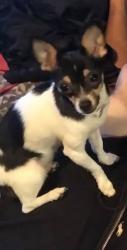 Lost Female Dog last seen Near royal hills dr se , Renton, WA 98058