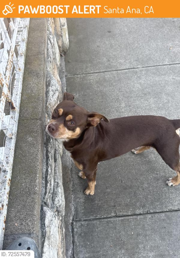 Found/Stray Male Dog last seen Ceder, Santa Ana, CA 92707